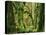Moss covered Bigleaf Maples, Hoh Rain Forest, Olympic National Park, Washington, USA-Charles Gurche-Premier Image Canvas