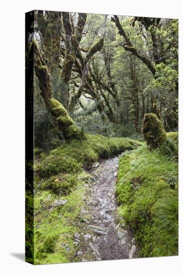 Moss Covered Forest Above Lake Mackenzie, Routeburn Track, Fiordland National Park-Stuart Black-Premier Image Canvas