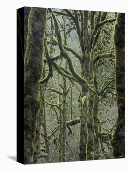 Moss Covered Maple Trees, Dosewallips Campground, Olympic National Park, Washington State, USA-Aaron McCoy-Premier Image Canvas
