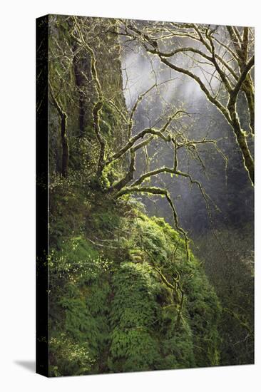 Moss-Covered Maple Trees, Oregon, USA-Jaynes Gallery-Premier Image Canvas