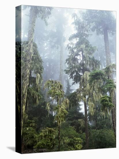 Moss Covered Old Growth Douglas Fir Trees in the Rainforest. Oregon-Christopher Talbot Frank-Premier Image Canvas