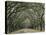 Moss-Covered Plantation Trees, Charleston, South Carolina, USA-Adam Jones-Premier Image Canvas