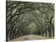 Moss-Covered Plantation Trees, Charleston, South Carolina, USA-Adam Jones-Premier Image Canvas