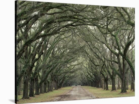 Moss-Covered Plantation Trees, Charleston, South Carolina, USA-Adam Jones-Premier Image Canvas