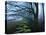 Moss Covered Stone Wall and Trees in Dense Fog-Tommy Martin-Premier Image Canvas