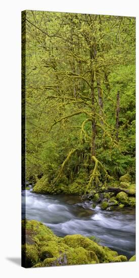 Moss Covered Trees Along Tanner Creek, Columbia Gorge National Scenic Area, Oregon, Usa-null-Premier Image Canvas