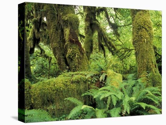 Moss Covered Trees in the Hoh Rainforest, Olympic National Park, Washington, USA-Jamie & Judy Wild-Premier Image Canvas