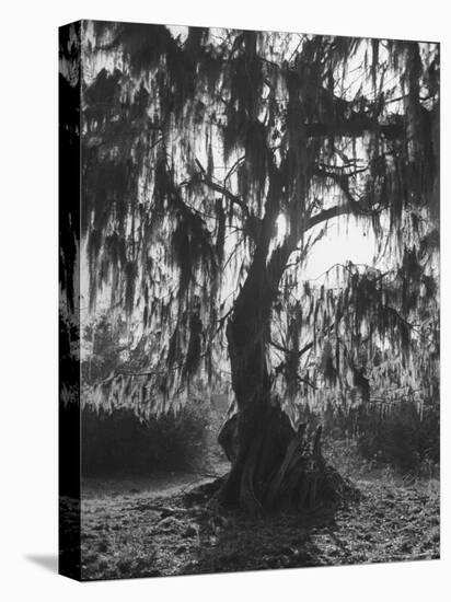 Moss Covered Trees-Eliot Elisofon-Premier Image Canvas