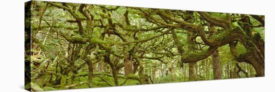 Moss-covered Trees-David Nunuk-Premier Image Canvas