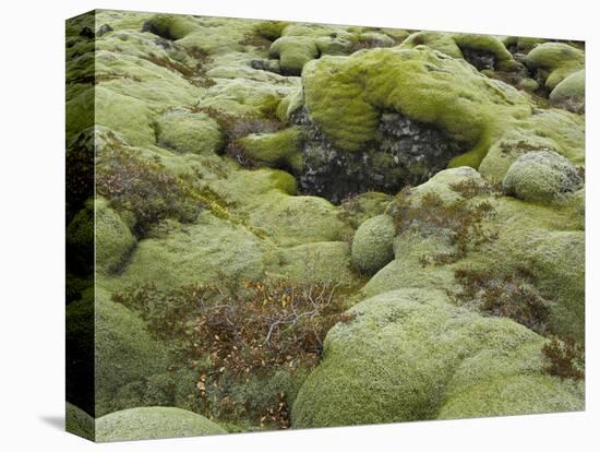 Moss Cushion, Lava Field 'Eldhraun', South Iceland, Iceland-Rainer Mirau-Premier Image Canvas