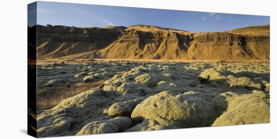 Moss Cushion on a Lava Field, Near Kirkjubaerklaustur, Eldhraun, South Iceland, Iceland-Rainer Mirau-Premier Image Canvas