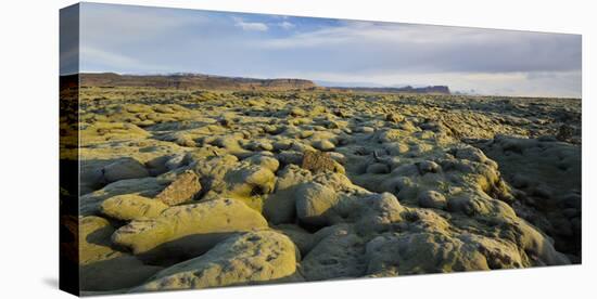 Moss Cushion on a Lava Field, Near Kirkjubaerklaustur, Eldhraun, South Iceland, Iceland-Rainer Mirau-Premier Image Canvas