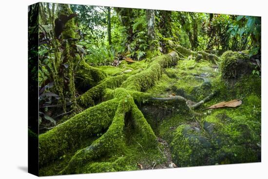 Moss Overgrowing Trees Along a Path-Michael Runkel-Premier Image Canvas