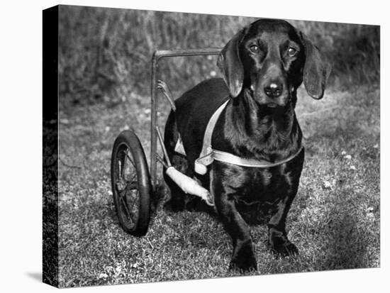 Moss the Dashshund in a Canine Wheelchair with the Slipped Disc, June 1960-null-Premier Image Canvas