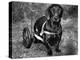 Moss the Dashshund in a Canine Wheelchair with the Slipped Disc, June 1960-null-Premier Image Canvas