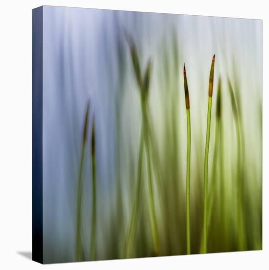 Moss-Ursula Abresch-Premier Image Canvas