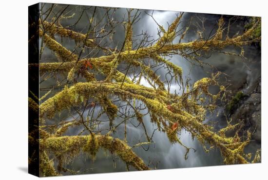 Mossy Falls-Art Wolfe-Stretched Canvas