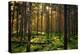 Mossy Green Forest-Bj¶rn Forenius-Premier Image Canvas