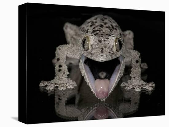 Mossy Leaf-Tailed Gecko, (Uroplatus Sikorae) Captive from Madgascar-Michael D. Kern-Premier Image Canvas