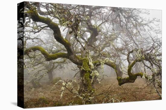 Mossy Oak-David Lorenz Winston-Stretched Canvas