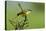 Motacilla flava iberiae/Iberic Spring Bergeronnet/Iberic Bergeronnet/Iberian Yellow Wagtail-null-Premier Image Canvas