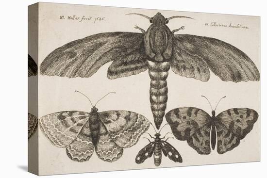 Moth and Three Butterflies-Wenceslaus Hollar-Premier Image Canvas