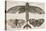 Moth and Three Butterflies-Wenceslaus Hollar-Premier Image Canvas