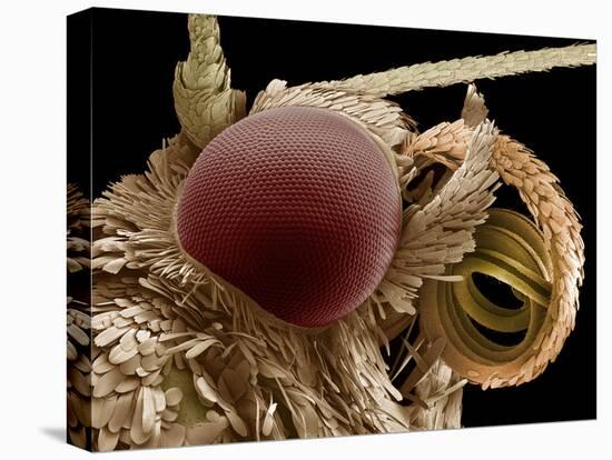Moth Eye And Proboscis, SEM-Steve Gschmeissner-Premier Image Canvas