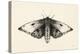 Moth I-Avery Tillmon-Stretched Canvas