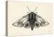 Moth II-Avery Tillmon-Stretched Canvas