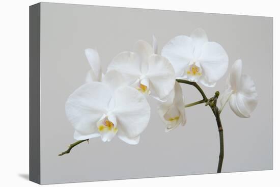 Moth Orchid (Phalaenopsis) Epiphyte-null-Premier Image Canvas