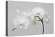 Moth Orchid (Phalaenopsis) Epiphyte-null-Premier Image Canvas