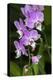 Moth Orchid-Lisa Engelbrecht-Premier Image Canvas