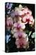 Moth Orchids VI-Alan Hausenflock-Premier Image Canvas