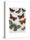 Moth Plate 2-Fab Funky-Stretched Canvas