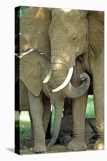 Mother African Elephant Protecting Two Babies-John Alves-Premier Image Canvas