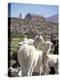 Mother and Baby Alpaca with Catholic Church in the Distance, Village of Mauque, Chile-Lin Alder-Premier Image Canvas