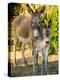 Mother and Baby Donkeys on Salt Cay Island, Turks and Caicos, Caribbean-Walter Bibikow-Premier Image Canvas