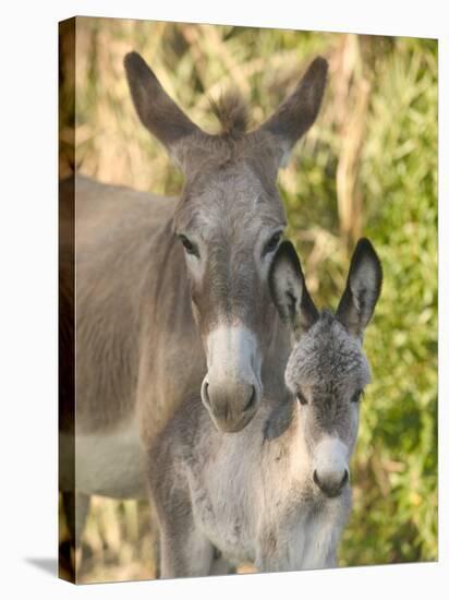 Mother and Baby Donkeys on Salt Cay Island, Turks and Caicos, Caribbean-Walter Bibikow-Premier Image Canvas