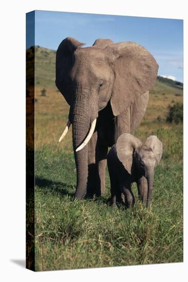 Mother and Baby Elephant-DLILLC-Premier Image Canvas