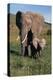 Mother and Baby Elephant-DLILLC-Premier Image Canvas