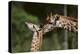 Mother and Baby Giraffe-DLILLC-Premier Image Canvas