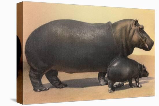 Mother and Baby Hippo-null-Stretched Canvas