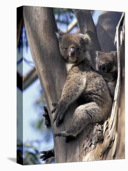 Mother and Baby Koala on Blue Gum, Kangaroo Island, Australia-Howie Garber-Premier Image Canvas