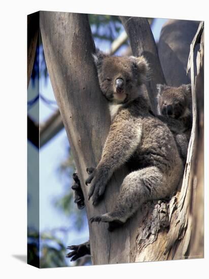 Mother and Baby Koala on Blue Gum, Kangaroo Island, Australia-Howie Garber-Premier Image Canvas