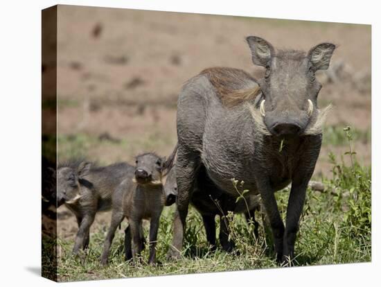 Mother and Baby Warthog, Masai Mara National Reserve-James Hager-Premier Image Canvas