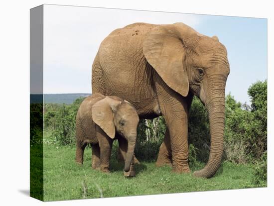 Mother and Calf, African Elephant (Loxodonta Africana) Addo National Park, South Africa, Africa-Ann & Steve Toon-Premier Image Canvas