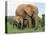 Mother and Calf, African Elephant (Loxodonta Africana) Addo National Park, South Africa, Africa-Ann & Steve Toon-Premier Image Canvas