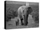 Mother and Calf, African Elephant (Loxodonta Africana), Addo National Park, South Africa, Africa-Ann & Steve Toon-Premier Image Canvas