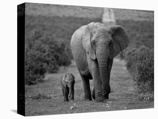 Mother and Calf, African Elephant (Loxodonta Africana), Addo National Park, South Africa, Africa-Ann & Steve Toon-Premier Image Canvas